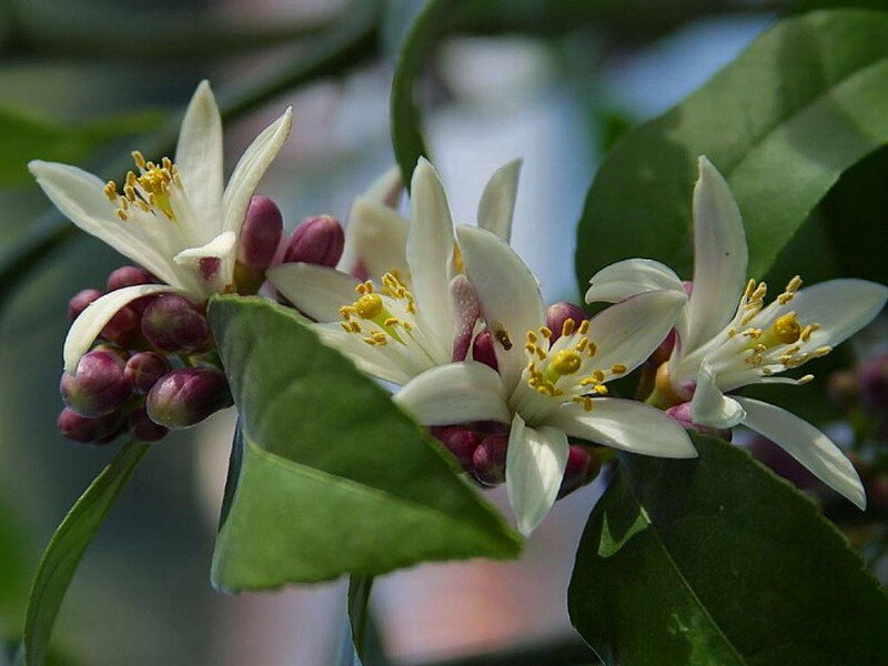 White Citrus Blossoms