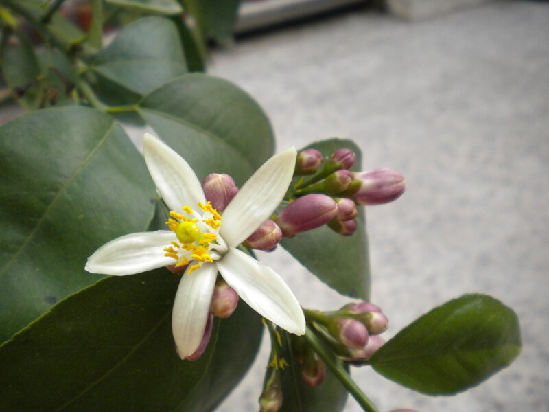 White Citrus Flower — Green