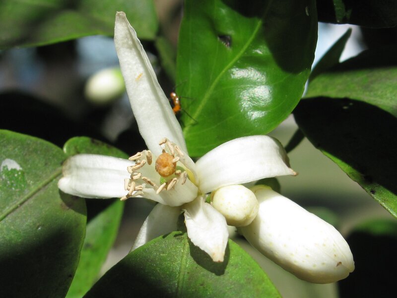 White Citrus Flower — Natural