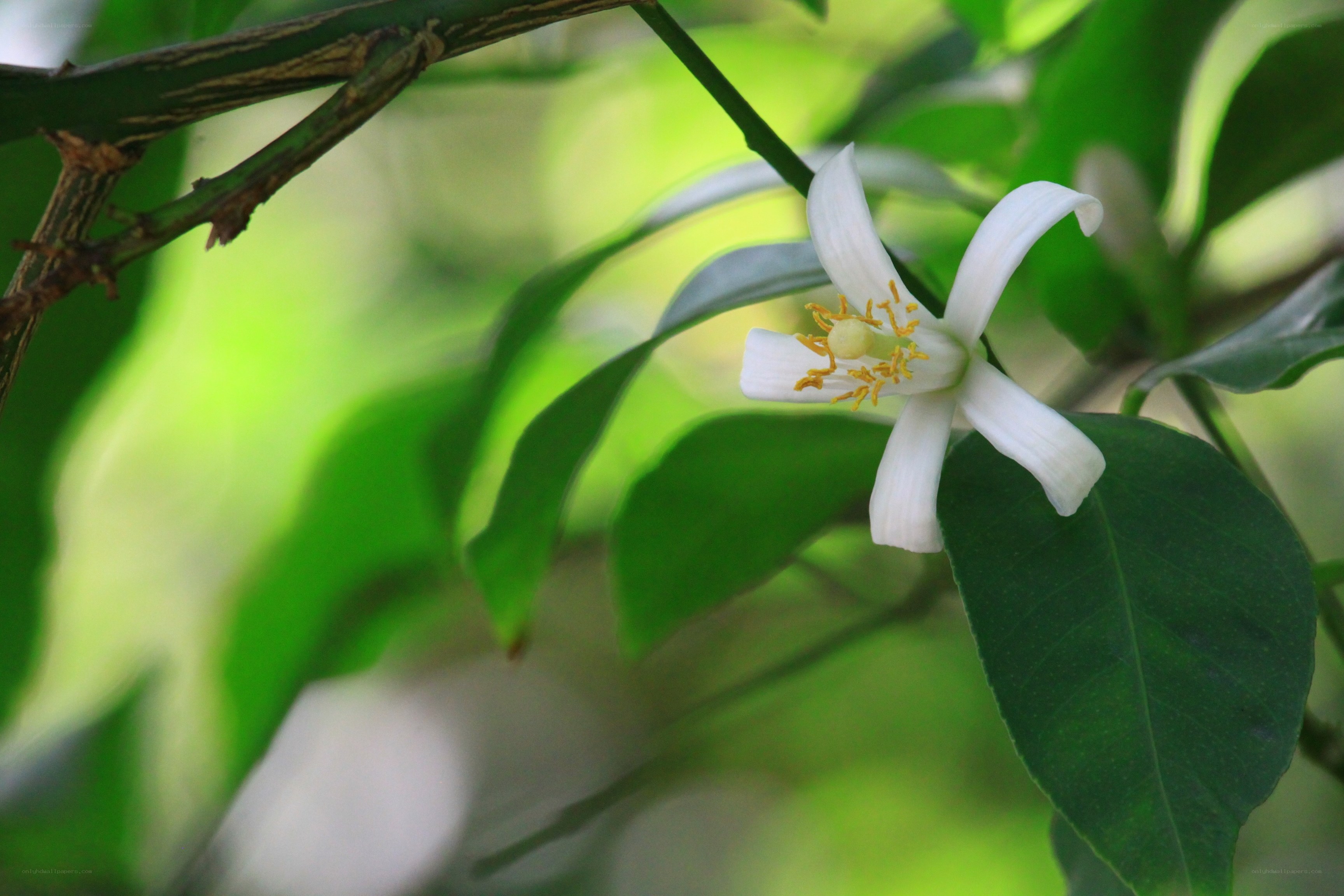 white citrus flower on green branch
