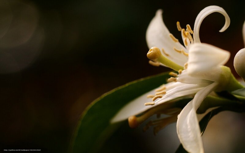 White Citrus Flower — Serene, Photograph, Leaf, Stamen