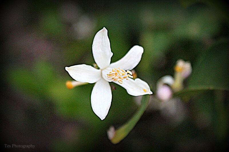 White Citrus Flower — Serene, Photograph