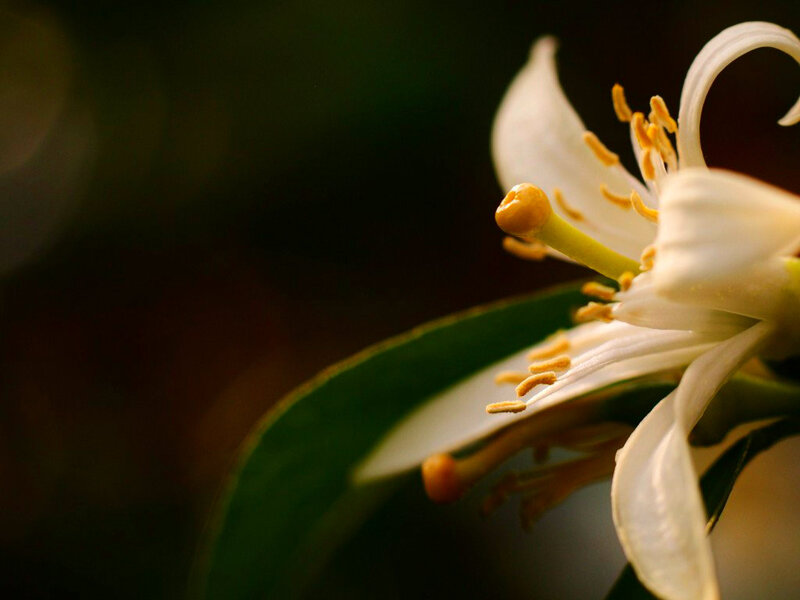 White Citrus Flower — Serene