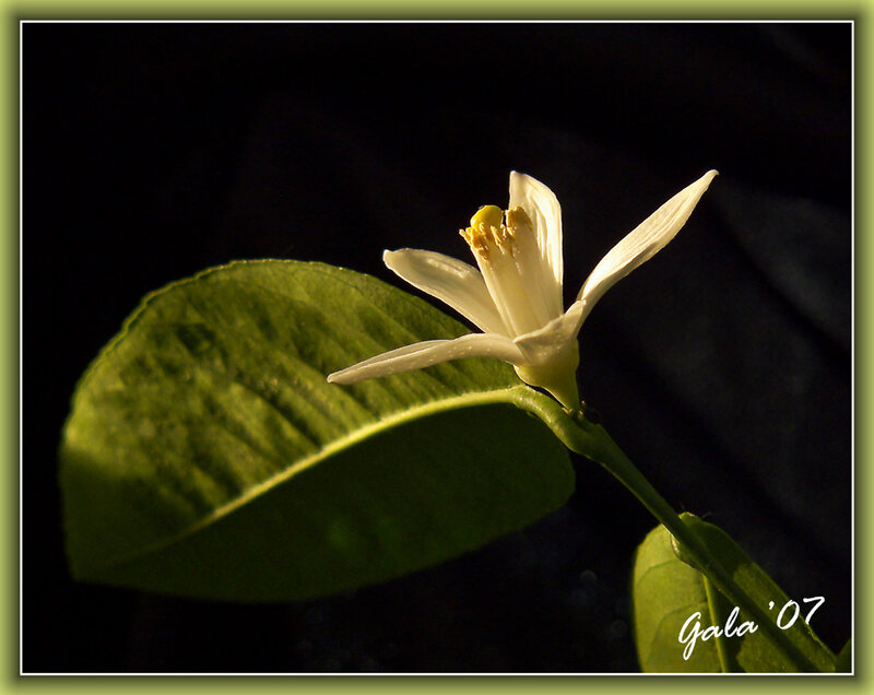 White Citrus Flower