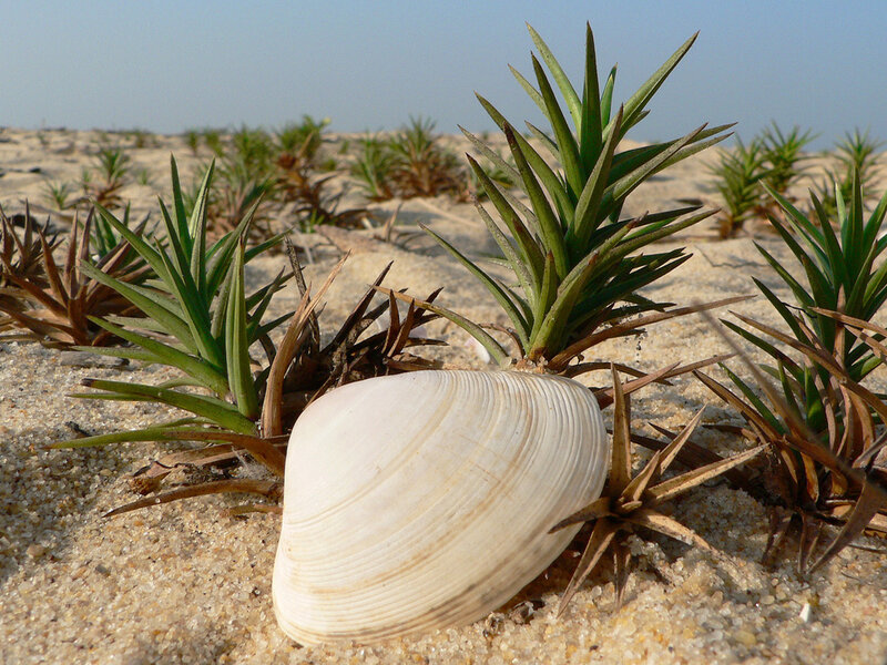 White Clam Shell