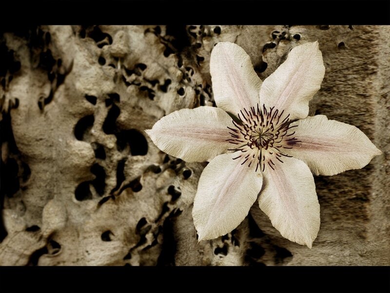 White Clematis Flower — Beige