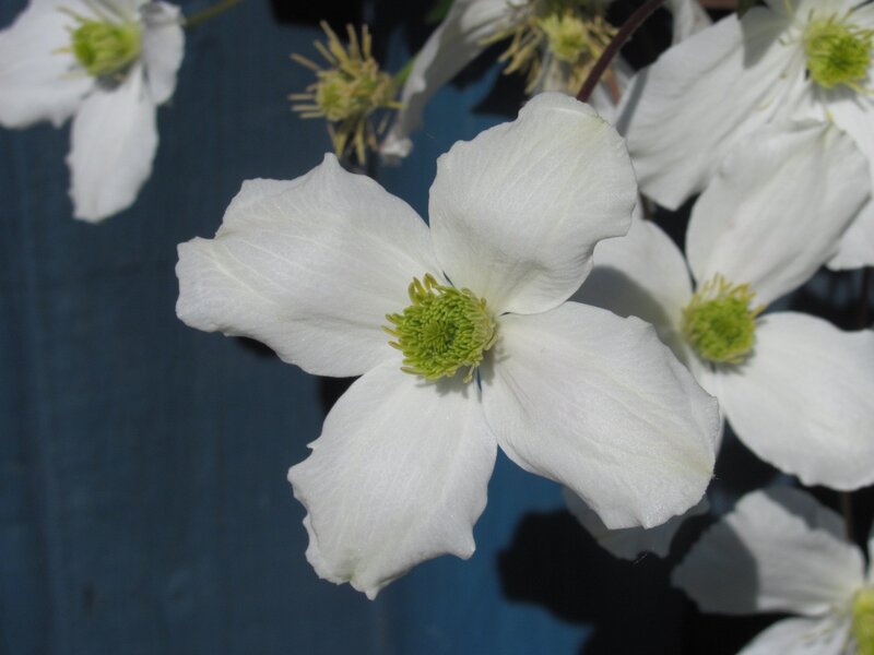 White Clematis Flower — Calm