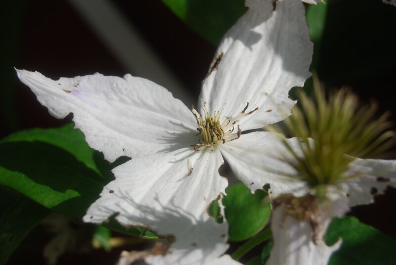 white clematis flower close-up