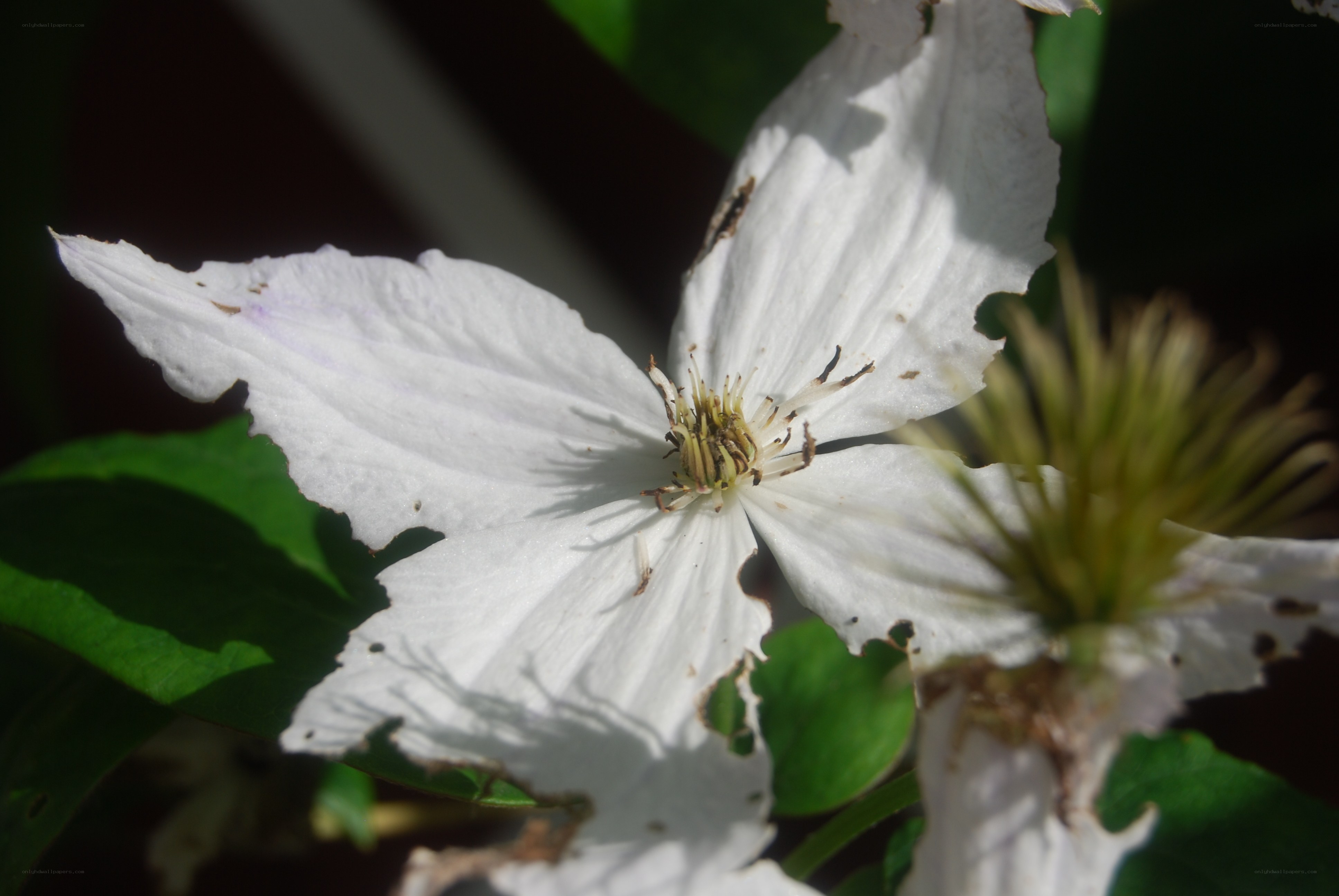 white clematis flower close-up