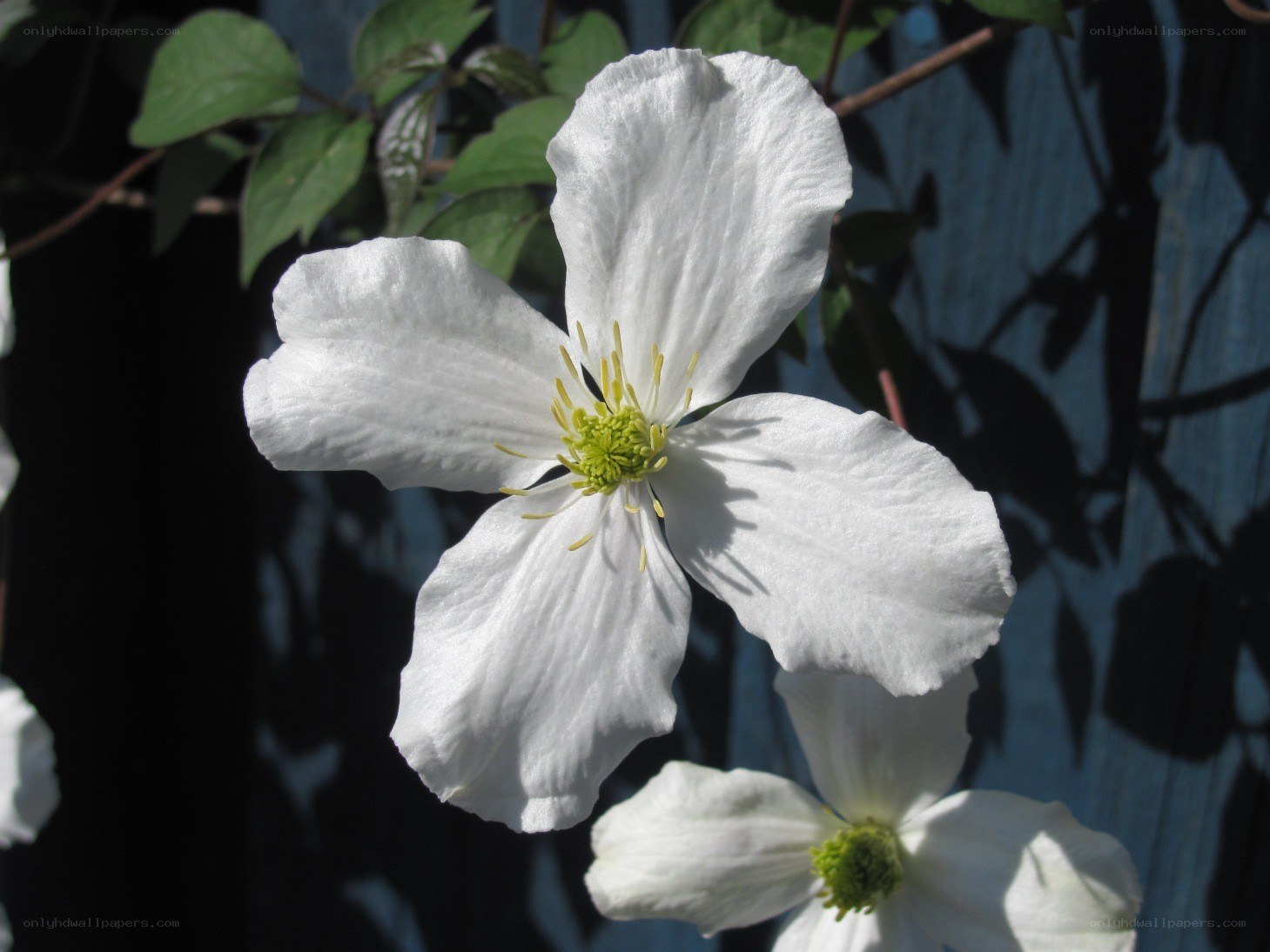 White clematis flower in sunlight