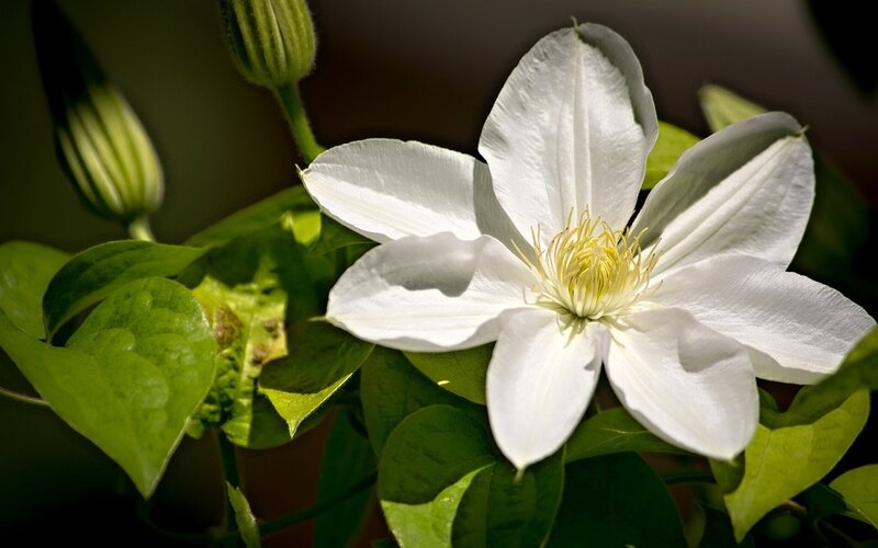 White Clematis Flower — Serene, Afternoon