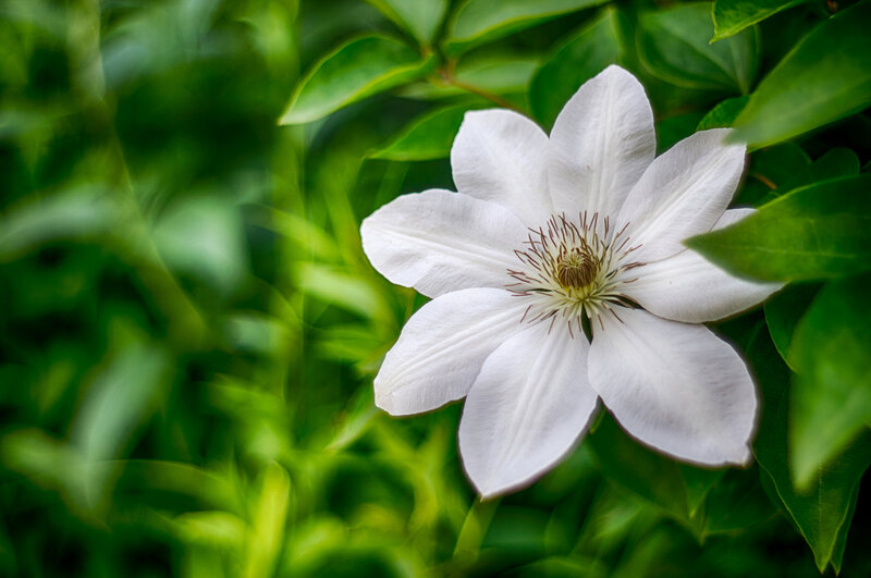 White Clematis Flower — Serene, Photograph