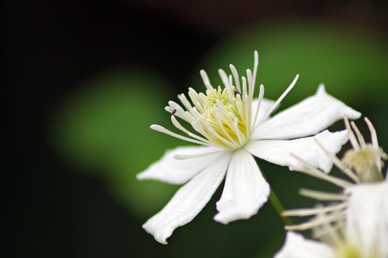 White Clematis Flower — Serene