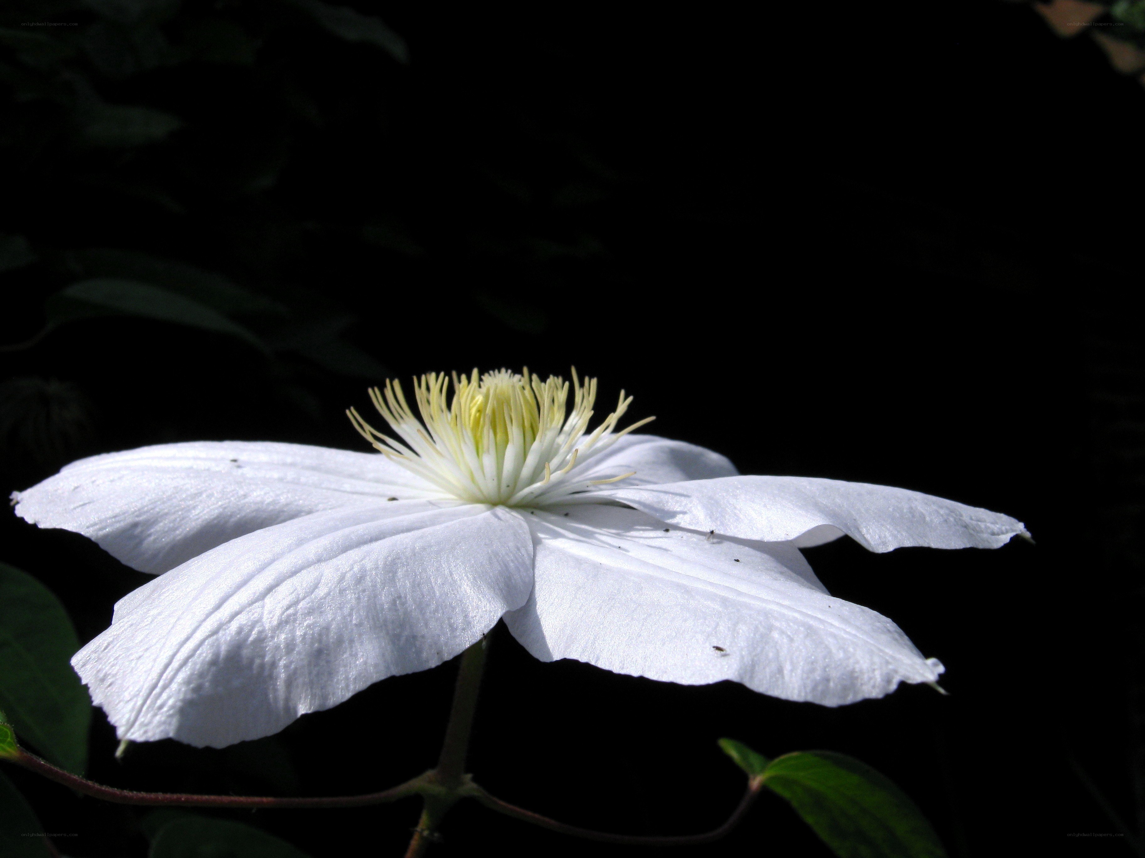 white clematis flower