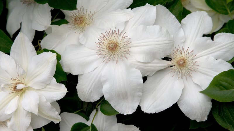 white clematis flowers