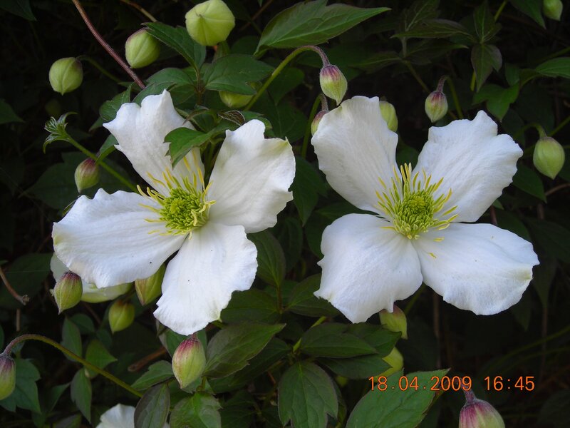 white clematis flowers