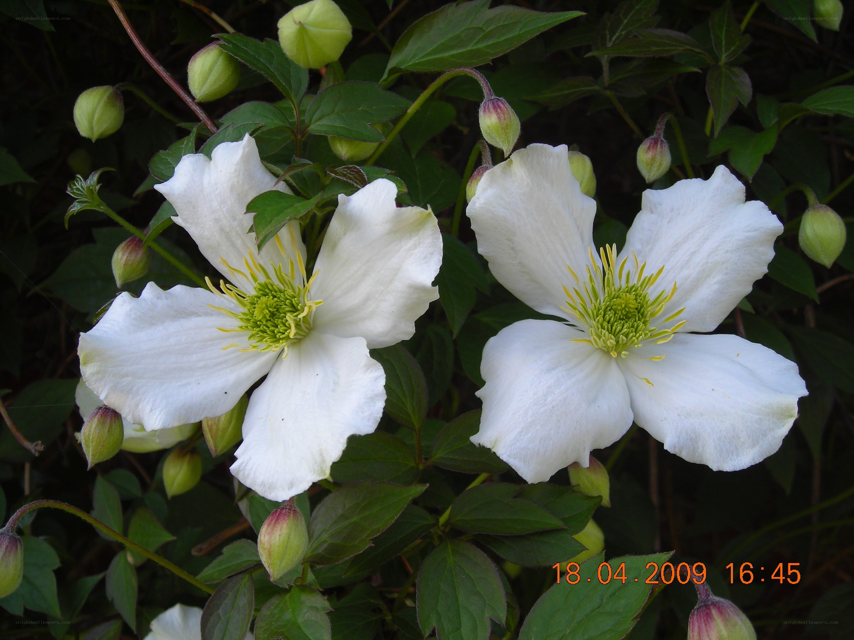 white clematis flowers