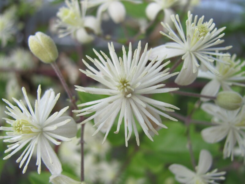 white clematis flowers