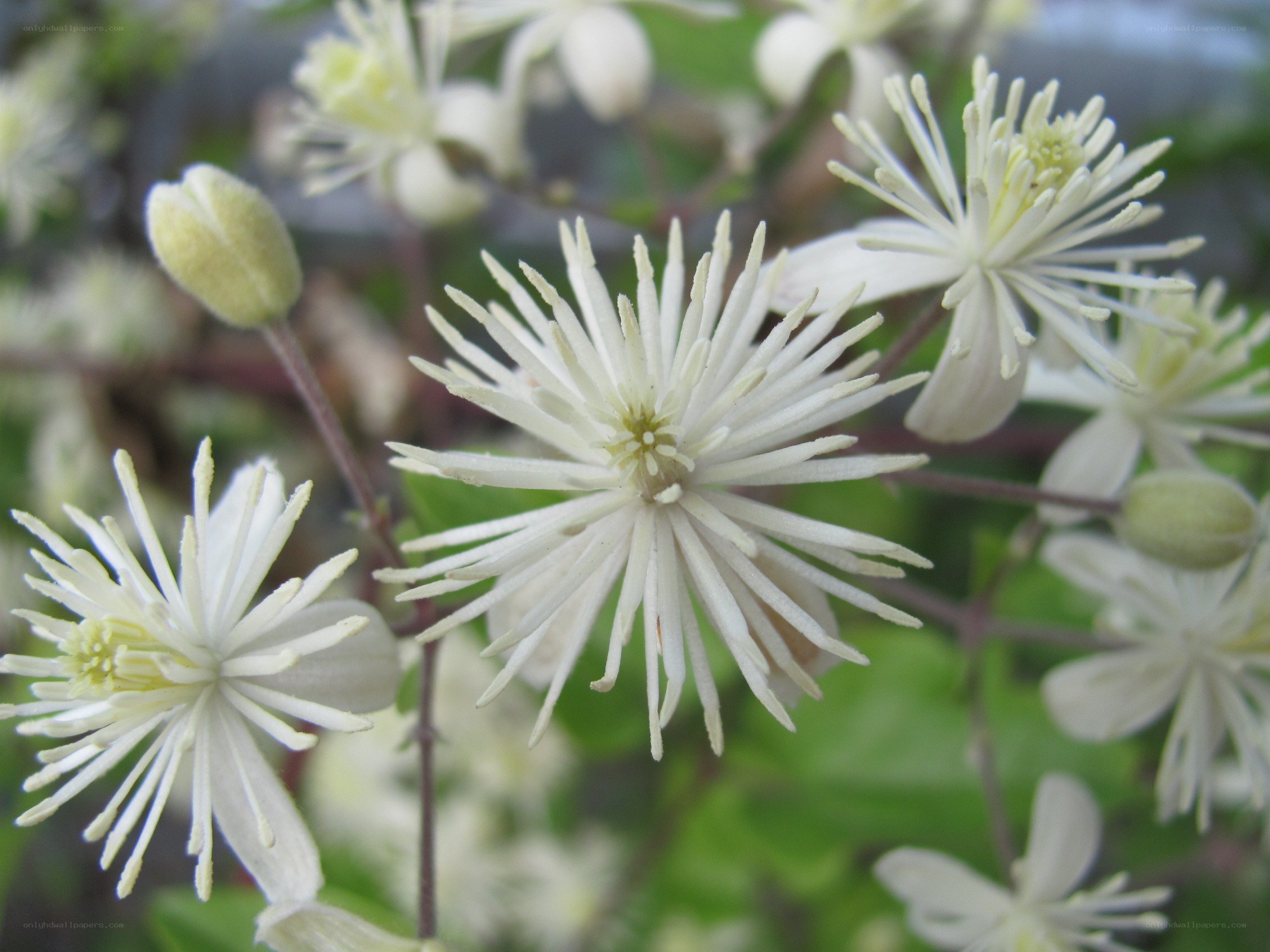 white clematis flowers