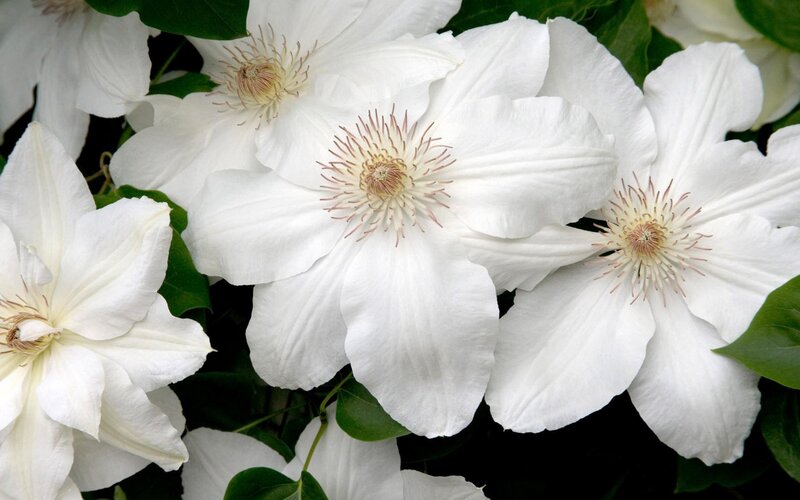 white clematis flowers