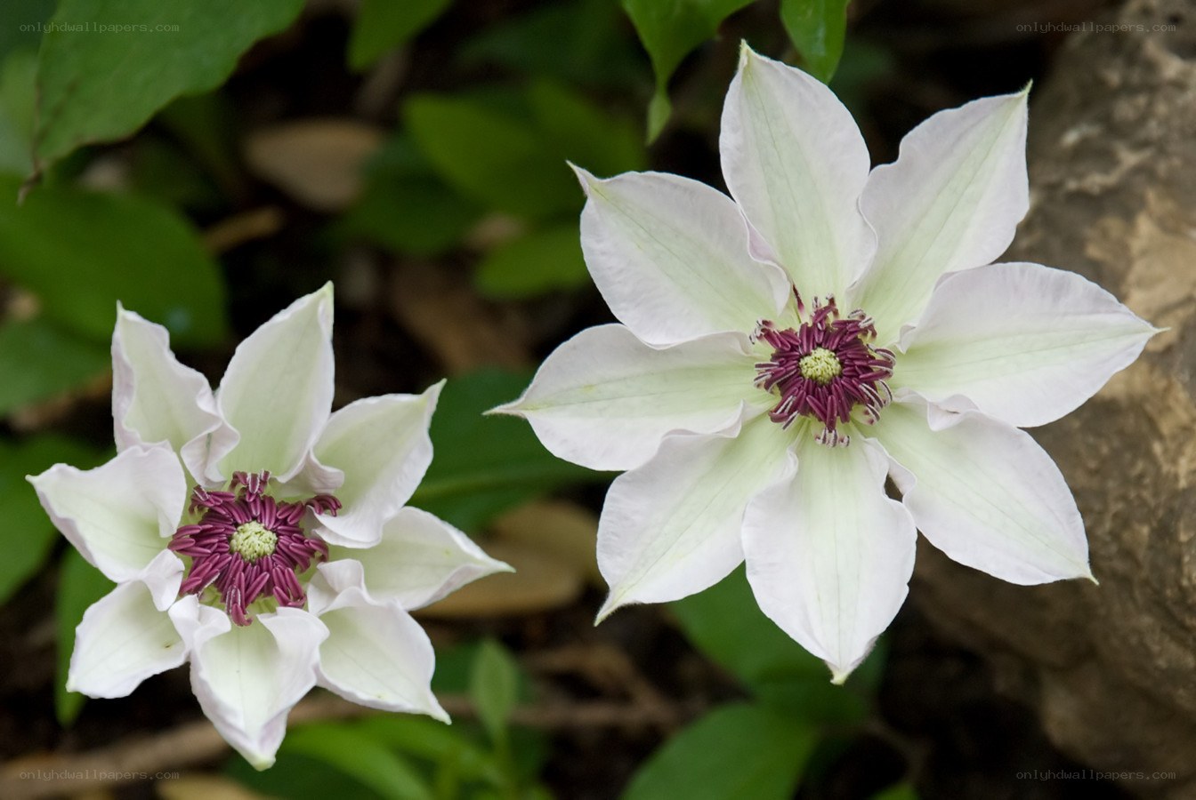 white clematis flowers