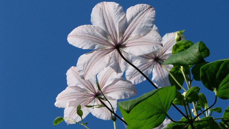 White clematis flowers against blue sky