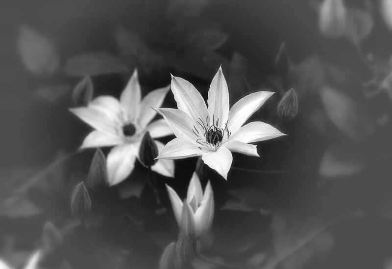 White Clematis Flowers — Black