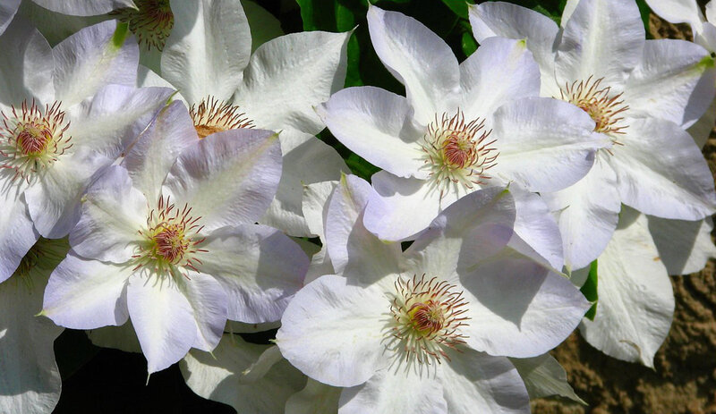 White Clematis Flowers — Calm