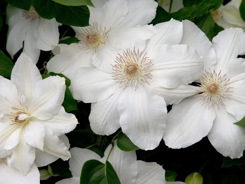 White clematis flowers in bloom