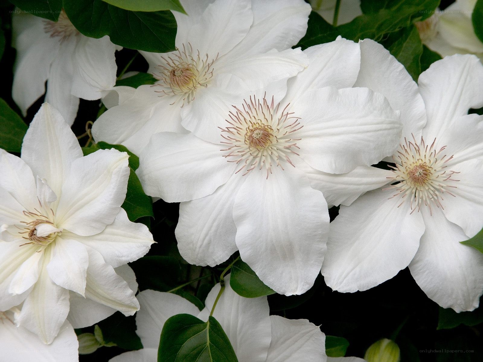 White clematis flowers in bloom