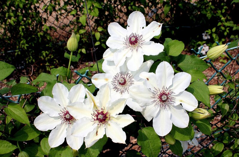 White clematis flowers in bloom