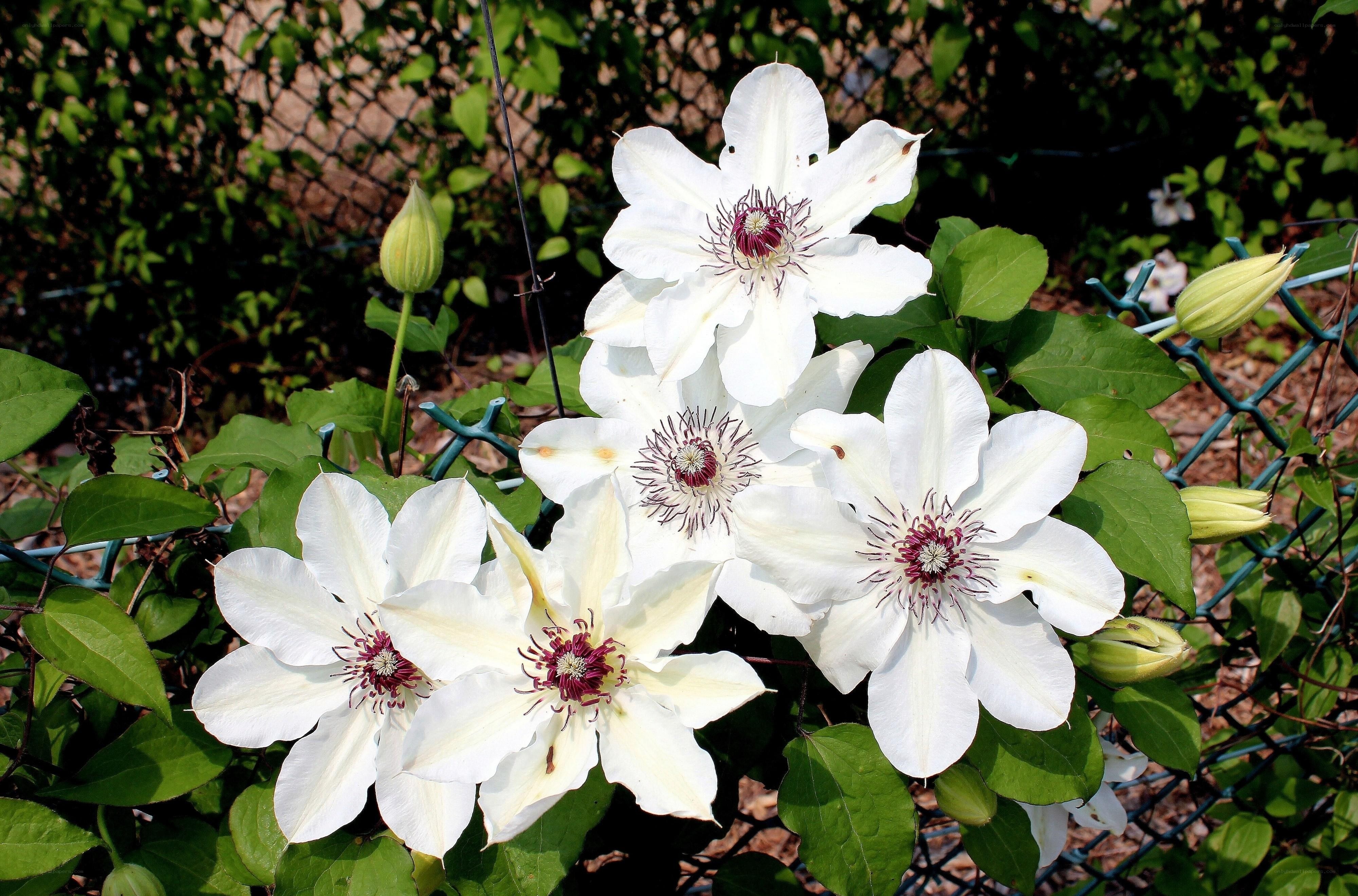 White clematis flowers in bloom