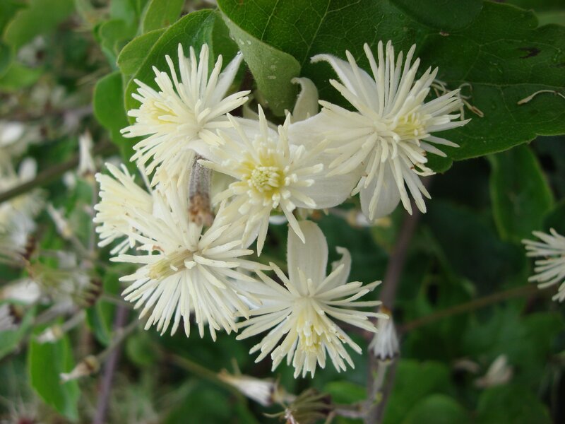 White Clematis Flowers — Natural