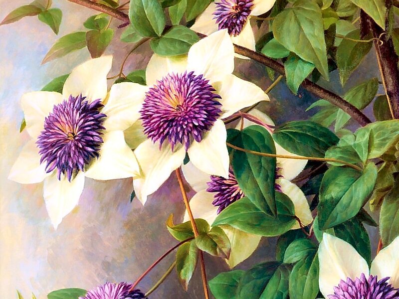 White Clematis Flowers — Purple