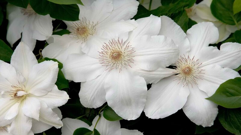 White Clematis Flowers — Serene, Photograph, Green Leaves, Green