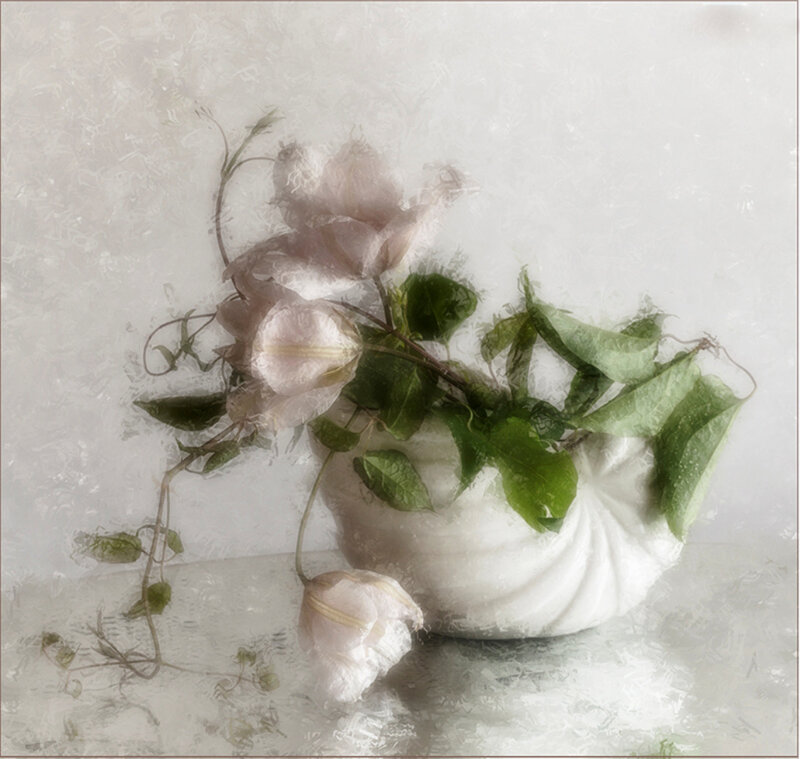 White Clematis Flowers — Serene, Photograph