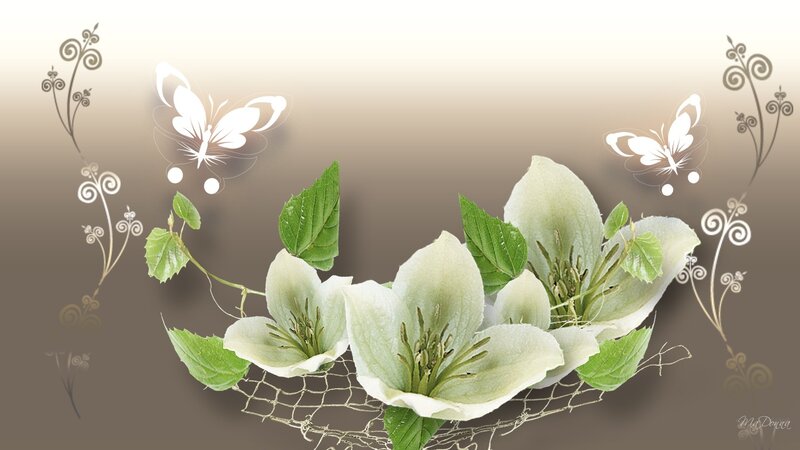 White Clematis Flowers — Serene