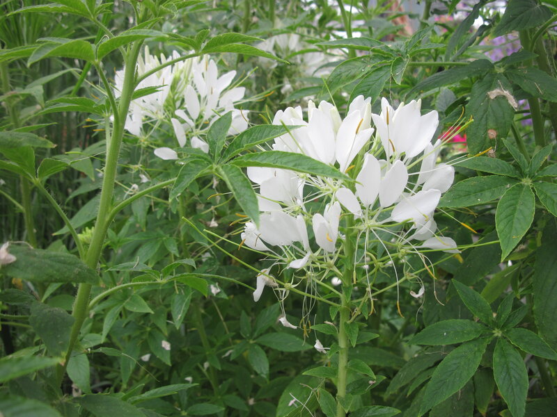 White Cleome Flowers — Natural