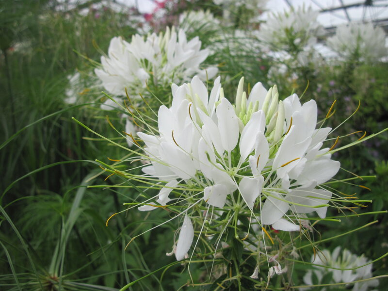 White Cleome Flowers