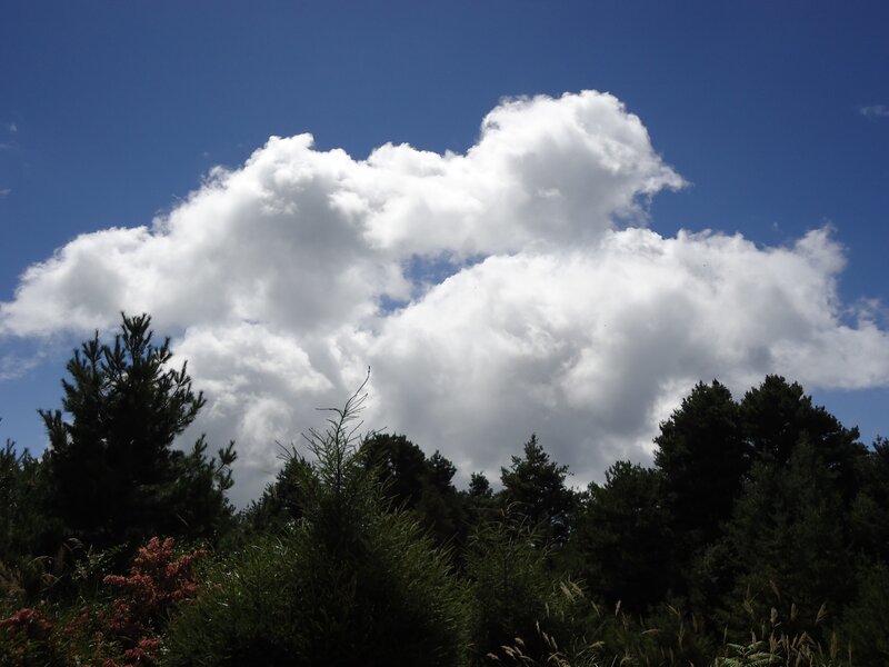 White Cloud over Trees