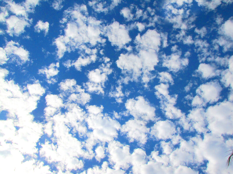 White Clouds in Blue Sky — Serene, Afternoon, Photograph, Palm Frond