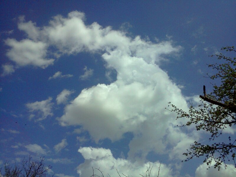 White Clouds in Blue Sky — Serene, Afternoon, Photograph, Tree Branches