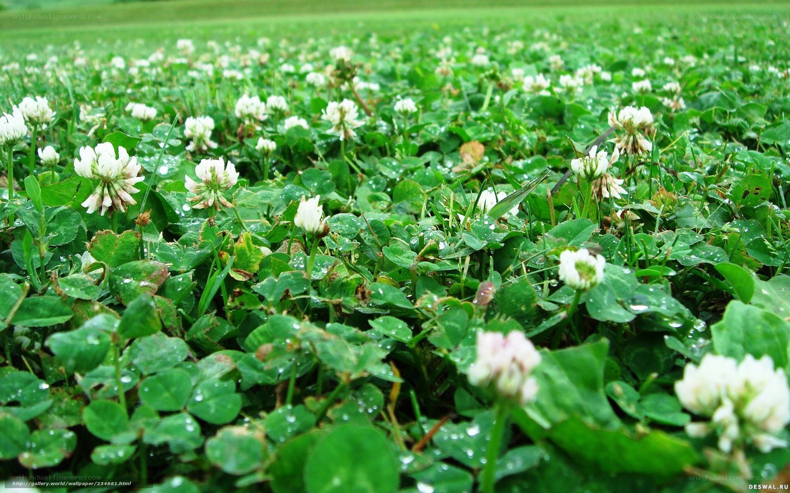 White clover field after rain