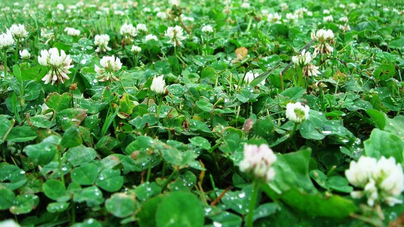White clover field after rain