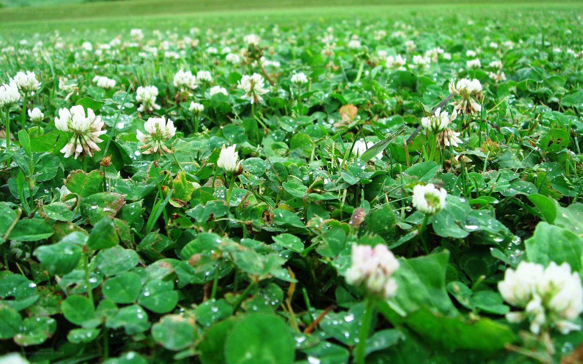 White clover field after rain