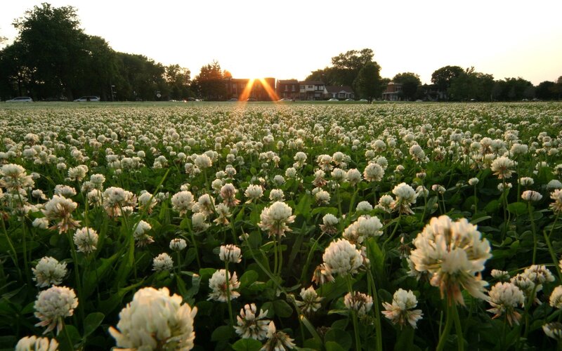 White Clover Field — Green, Serene, Sunset, Photograph