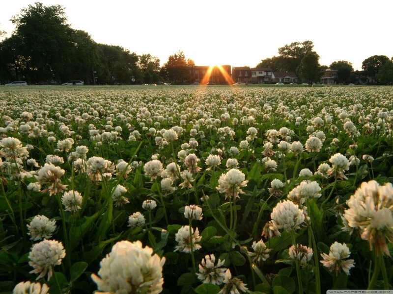 White Clover Field — Green, Serene, Sunset, Photograph, Trees