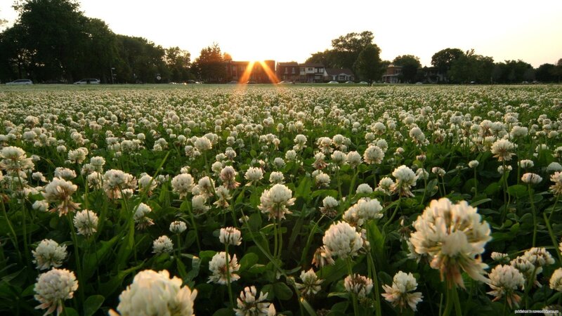 White Clover Field — Green, Serene, Sunset