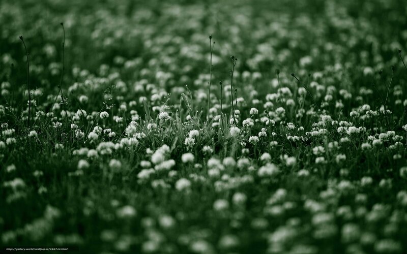White Clover Field — Green, Serene
