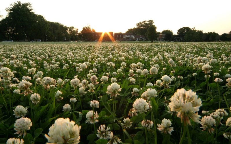 White Clover Field